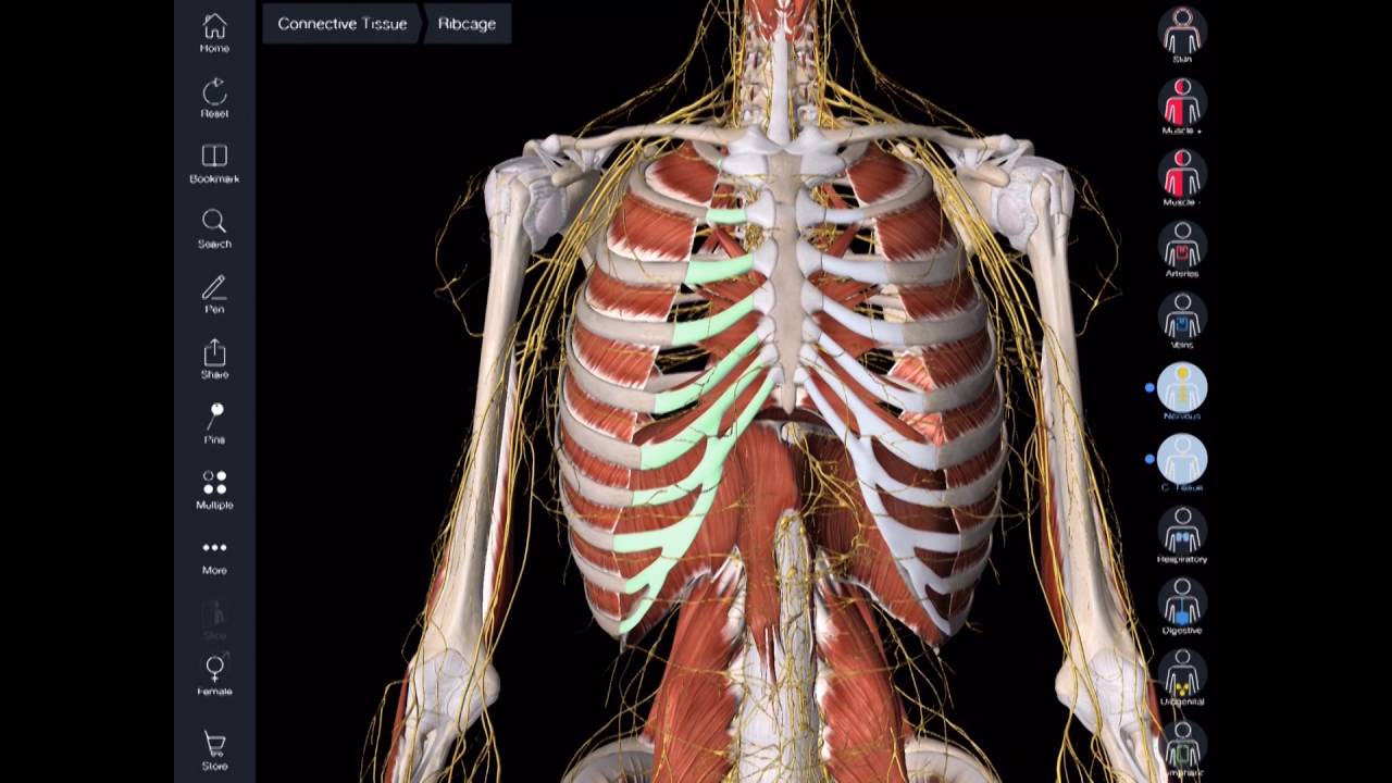 Essential Anatomy App For Mac